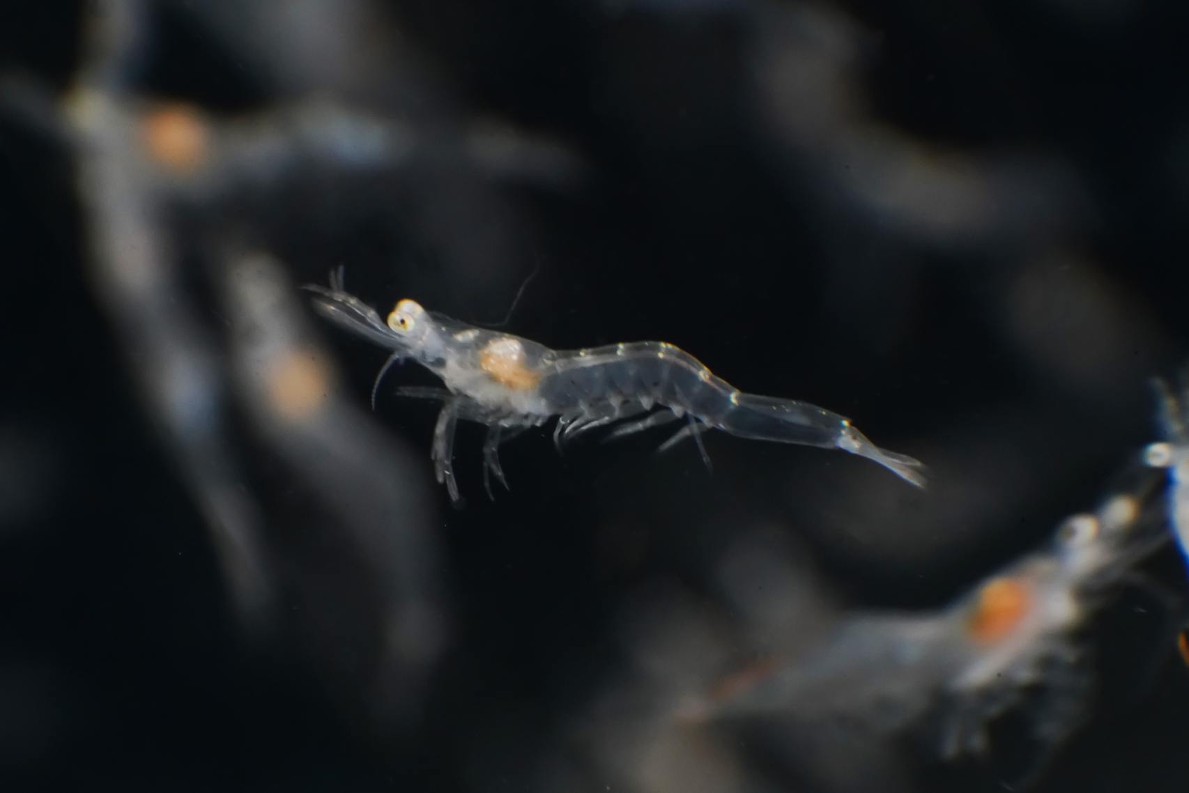 Shrimp Seed Close-up