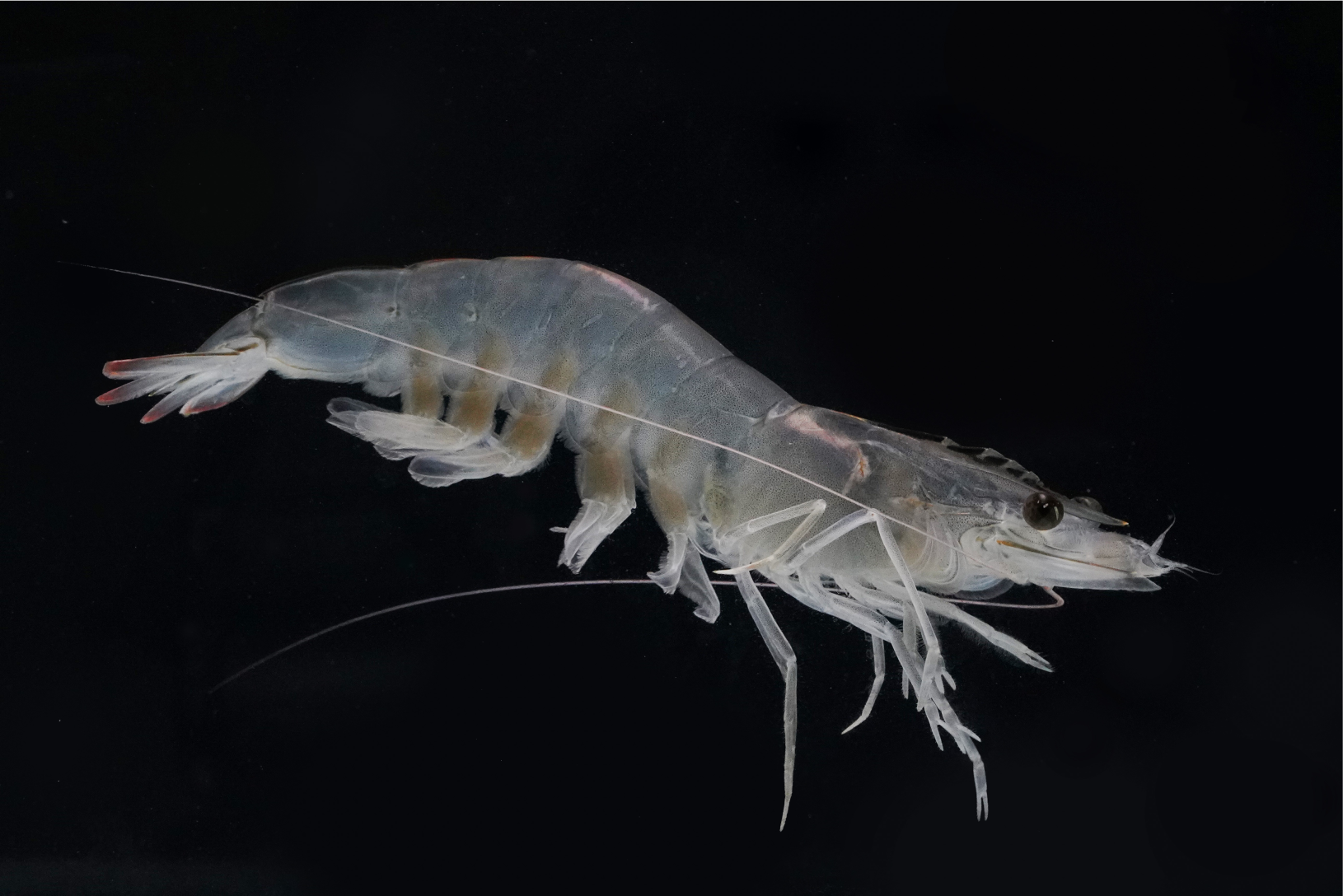 High-tech shrimp hatchery facility